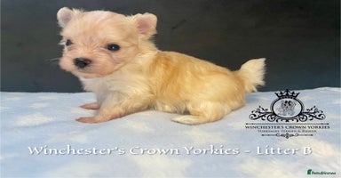 Yorkshire Terrier dogs - Advert 12