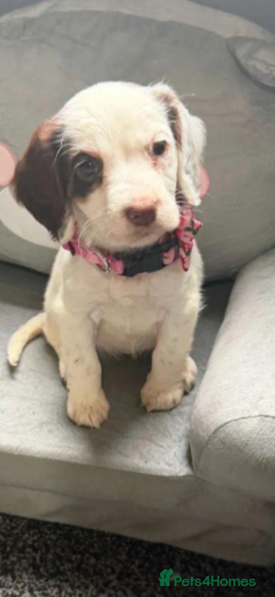 Cocker Spaniel dogs for sale: Stunning cocker spaniel  - Advert 22