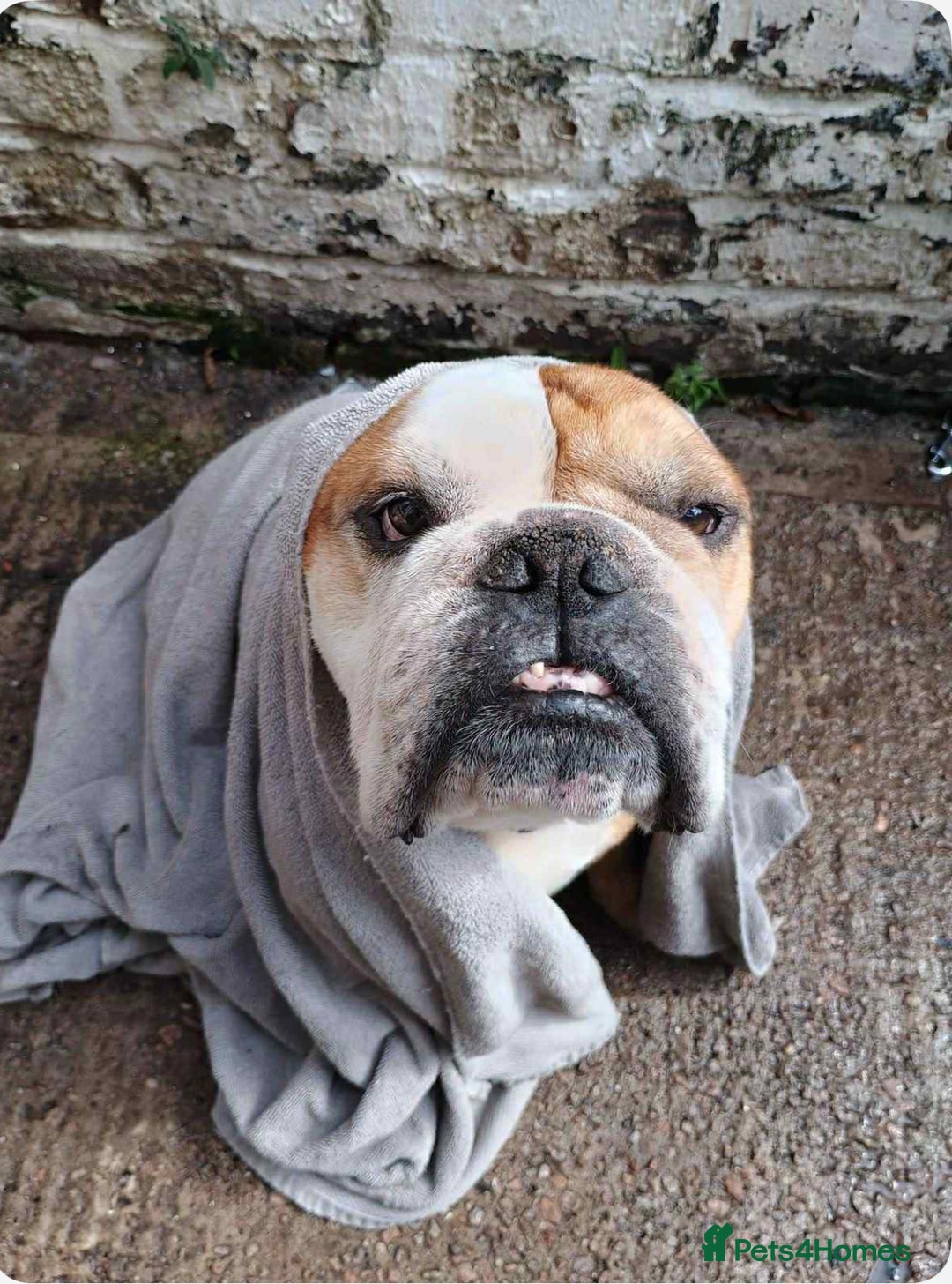 English Bulldog dogs for adoption: 💔💔 BRUNO 💔💔 - Advert 1