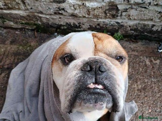 English Bulldog dogs 💔💔 BRUNO 💔💔 - Advert 1