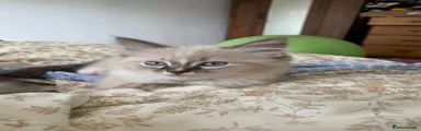 Ragdoll 5