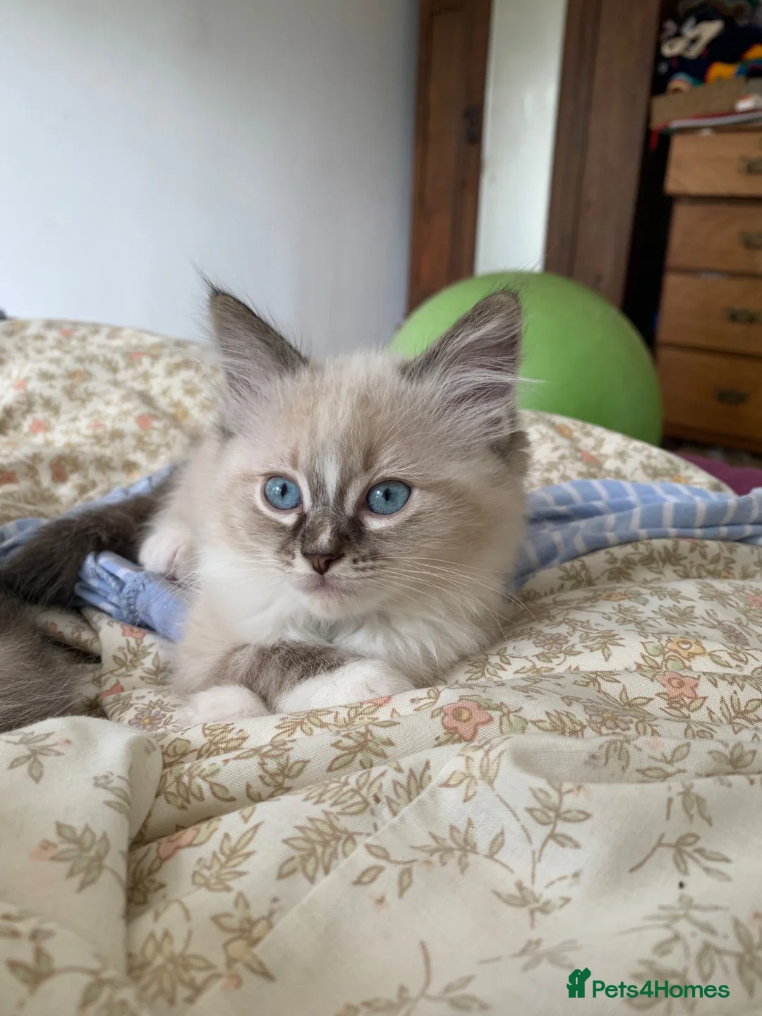 Ragdoll cats for sale: Ragdoll Kittens in Boncath - Advert 2