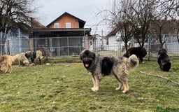 Caucasian Shepherd Dog dogs for sale: 🧸Caucasian Shepherd Puppies Ready Now! 🧸 - Image 12