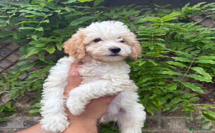 Cavapoo dogs in Southampton - Advert 2