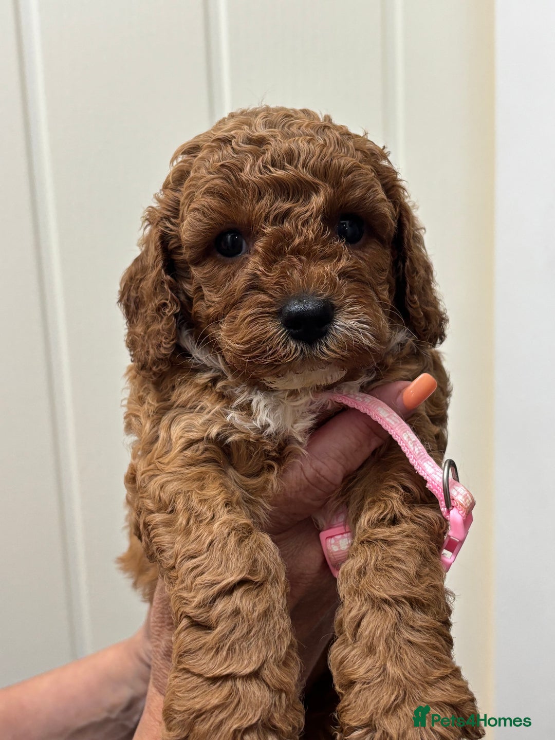 Cavapoo dogs for sale: ❤️ F1B CAVAPOOS 5* health checked ❤️ - Image 7