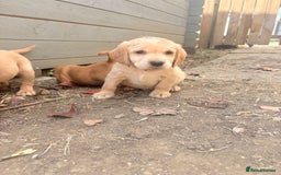 Cockerdor dogs for sale: cockerdor puppies - Image 5