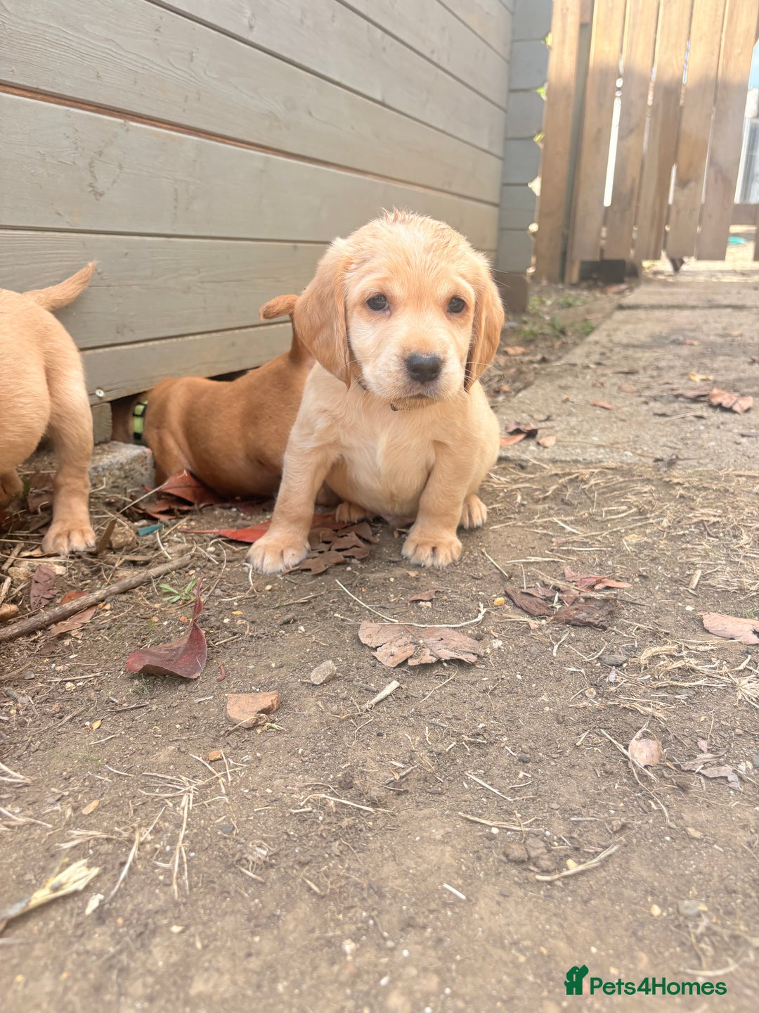 Cockerdor dogs for sale: cockerdor puppies - Image 5