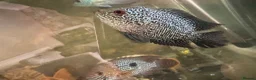 Cichlids fish for sale: Asian arowana + a load of others  in Rossendale - Advert 2