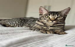 Bengal cats for sale: FREE X2 Bengal Female Sister Cats - 1 years old. - Image 6