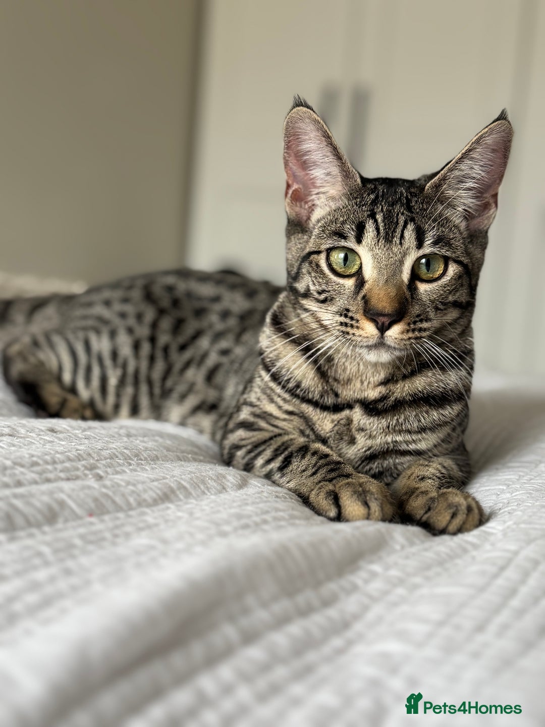 Bengal cats for sale: FREE X2 Bengal Female Sister Cats - 1 years old. - Image 6