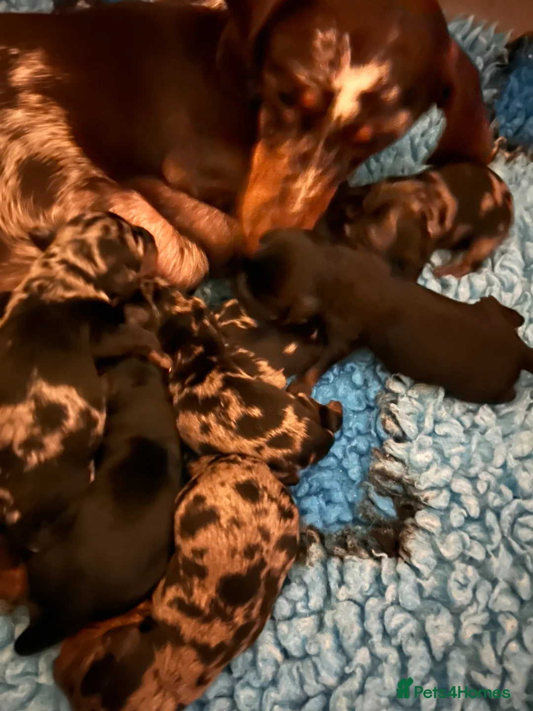 Doxiepoo dogs for sale: Doxiepoo puppies - Advert 2