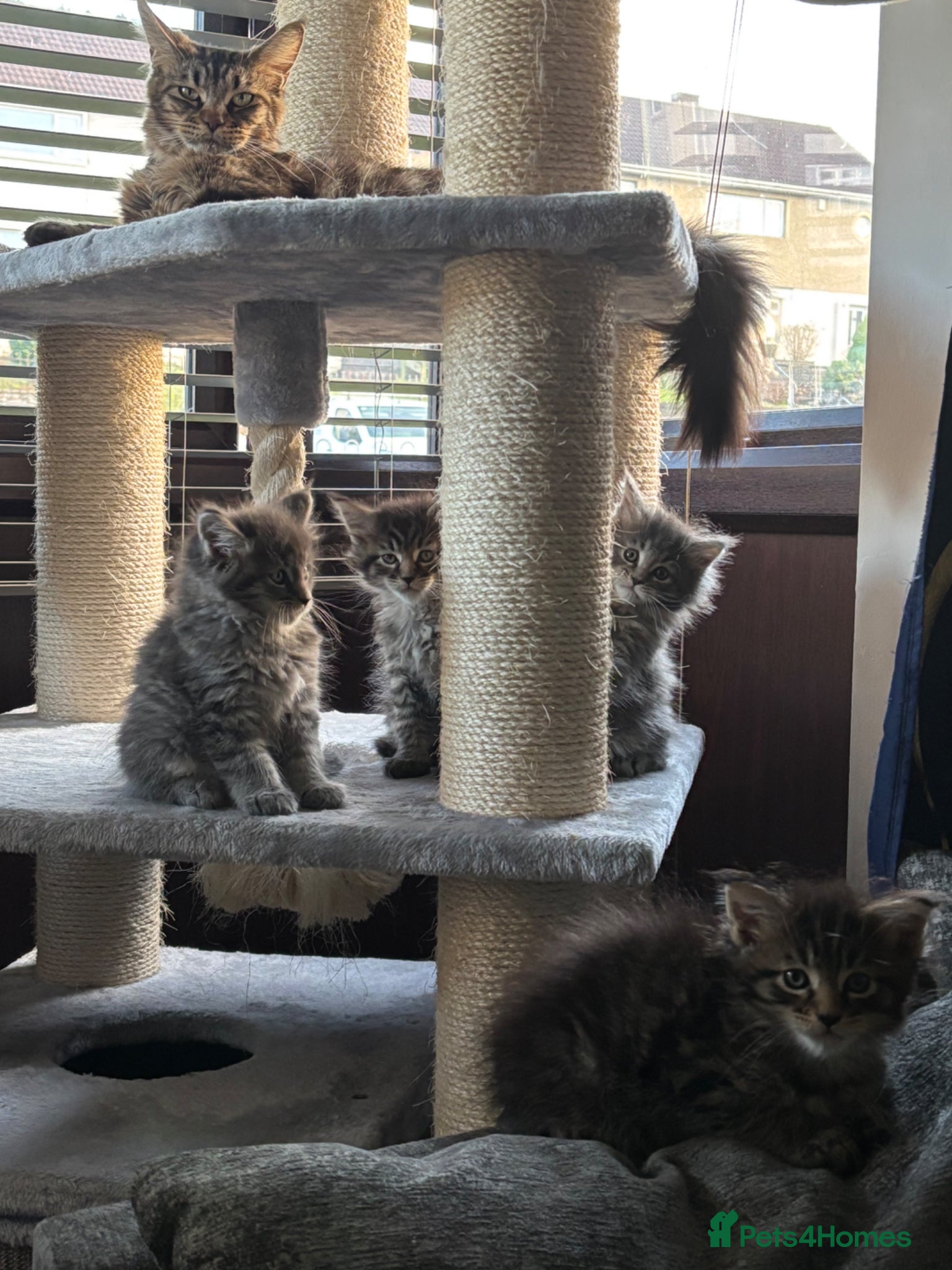 Maine Coon cats for sale: MAINE COON  - Advert 1