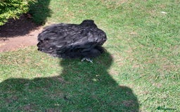 Chickens poultry for sale: Black Orpingtons 1xFemale & 1xMale  - Image 4