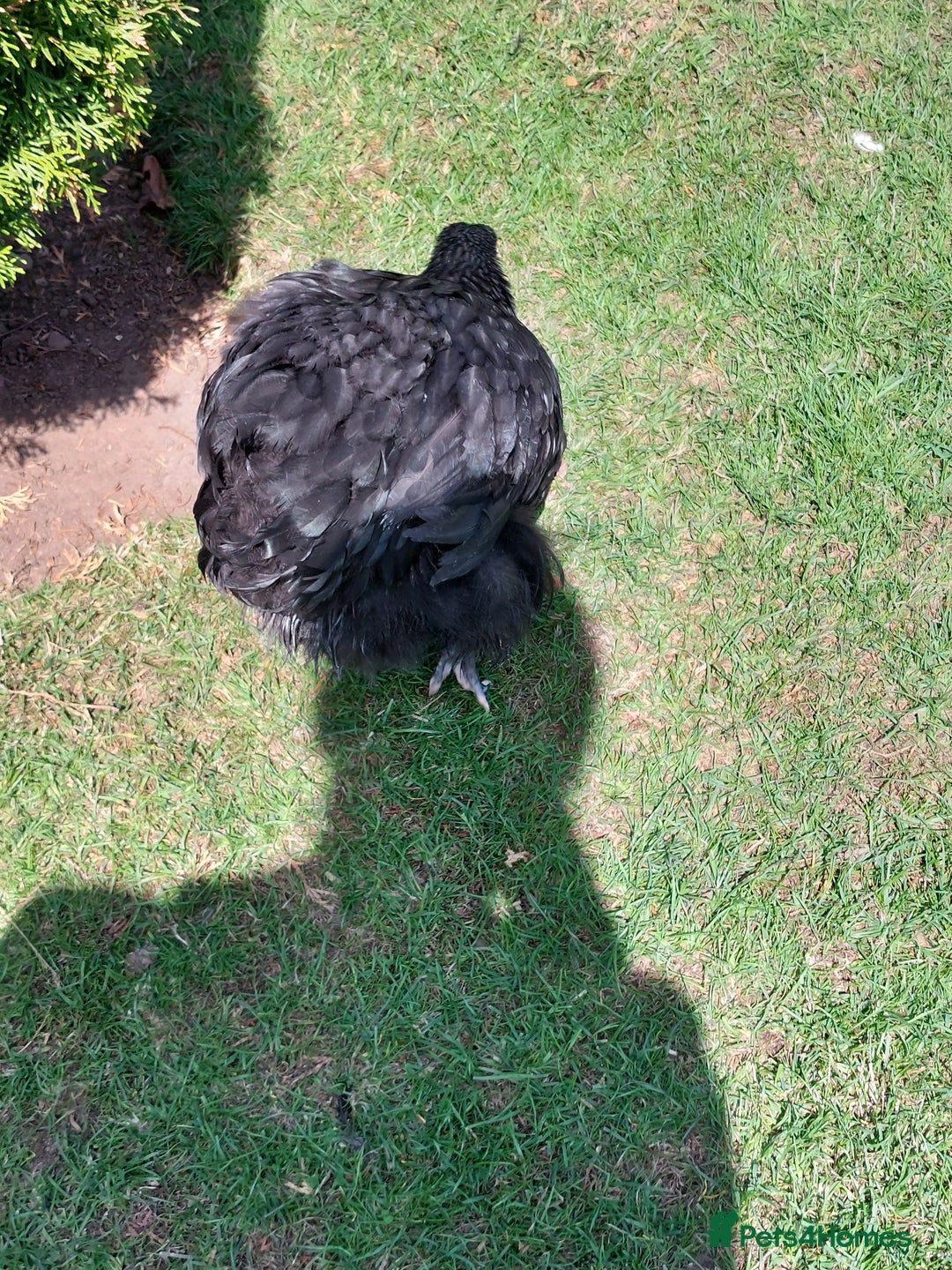 Chickens poultry for sale: Black Orpingtons 1xFemale & 1xMale  - Image 4
