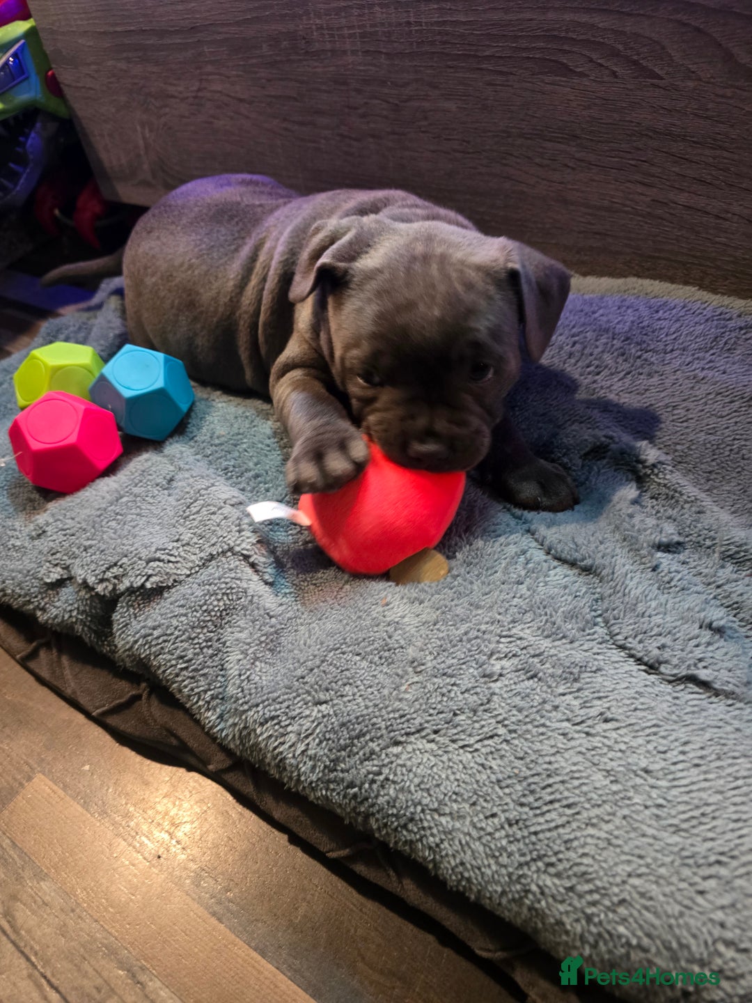 Staffordshire Bull Terrier dogs for sale: Stunning Staffordshire bull terrier pups  - Image 30