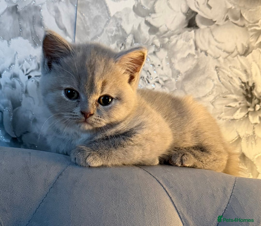 British Shorthair cats for sale: 3 Plush British shorthair kittens ❤️ - Advert 24