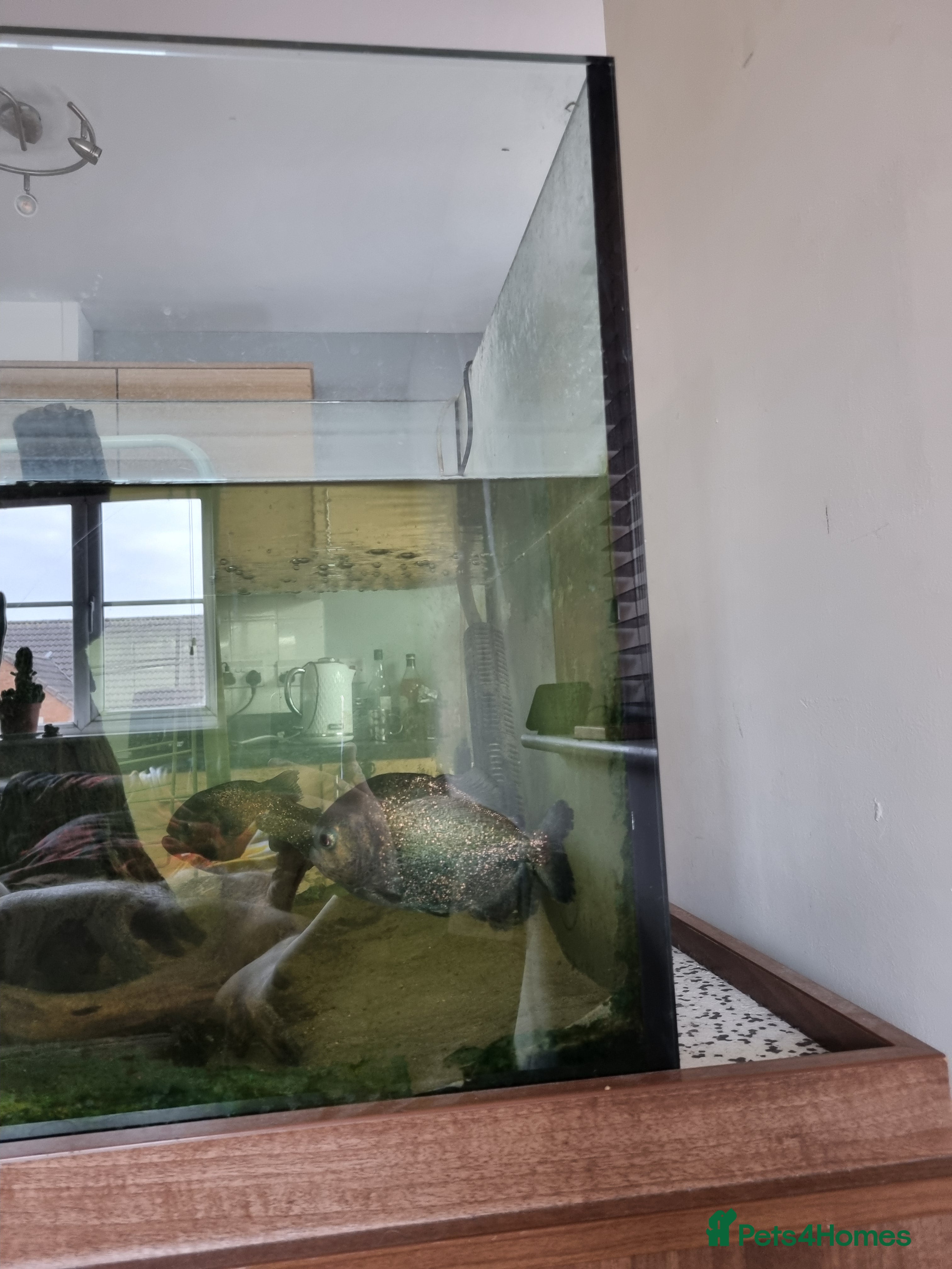 Piranhas fish RED BELLIED PIRANHAS ADULTS 7 £175 - Advert 3