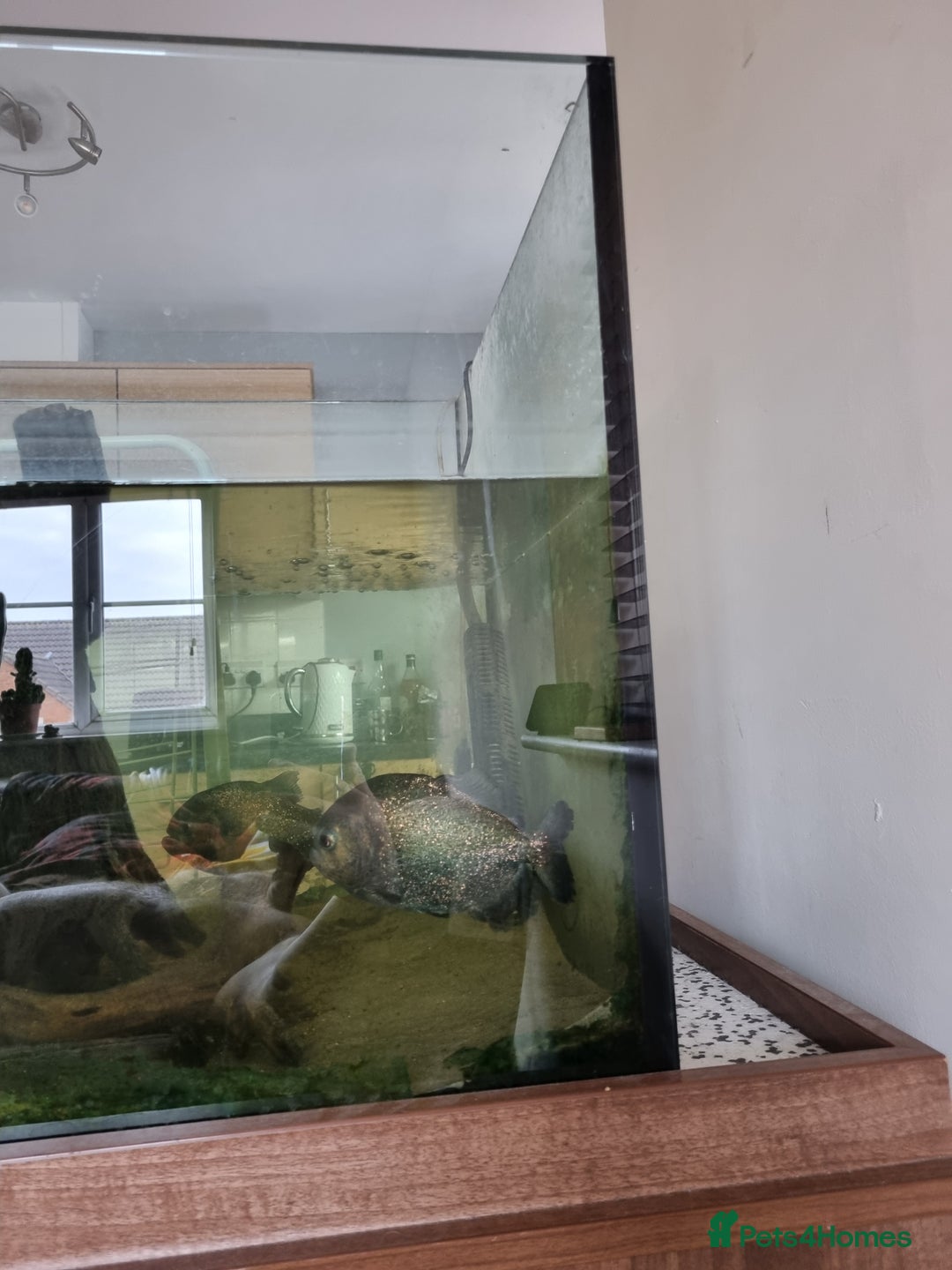 Piranhas fish for sale: RED BELLIED PIRANHAS ADULTS 7 £175 - Image 1