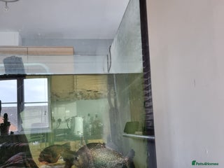 Piranhas fish - Advert 18