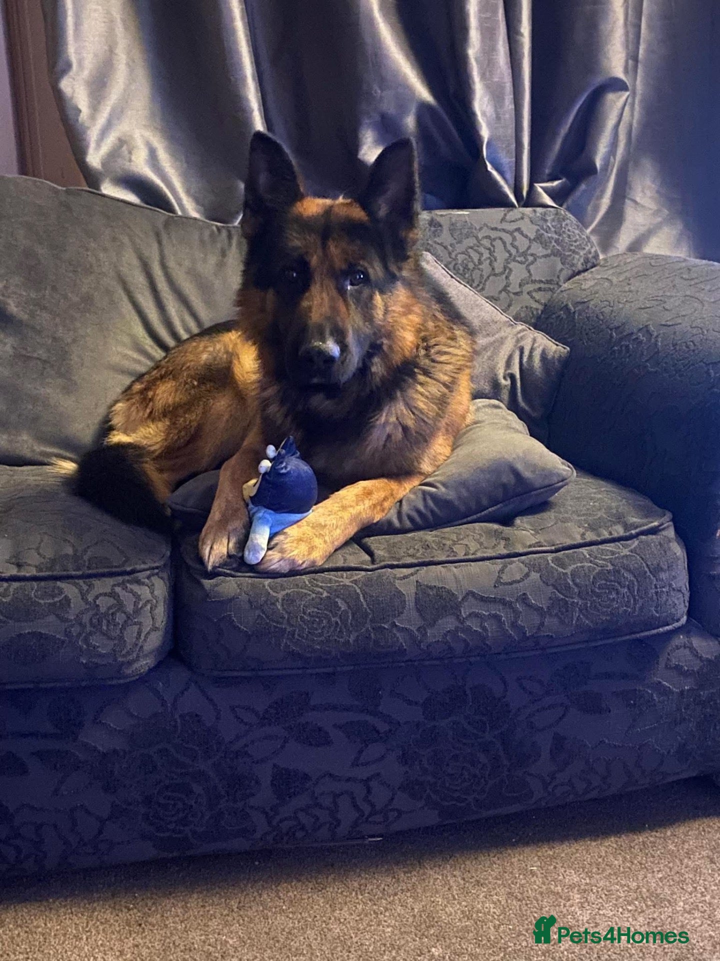 German Shepherd dogs for sale: 3 year old German Shepard  - Advert 1