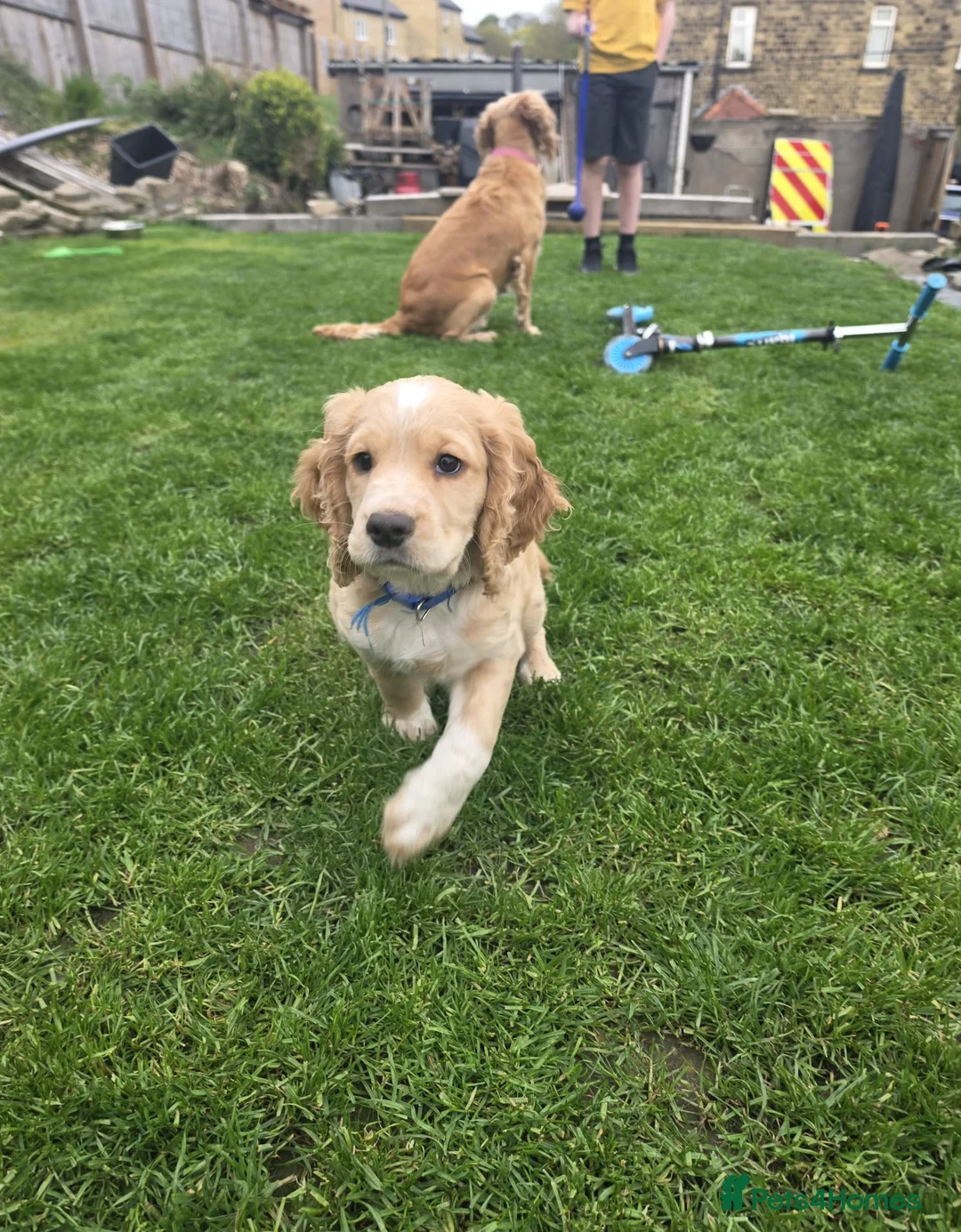 Cocker Spaniel dogs for sale: KC reg. Working Cocker pups Lemon and white 2 dogs - Advert 10