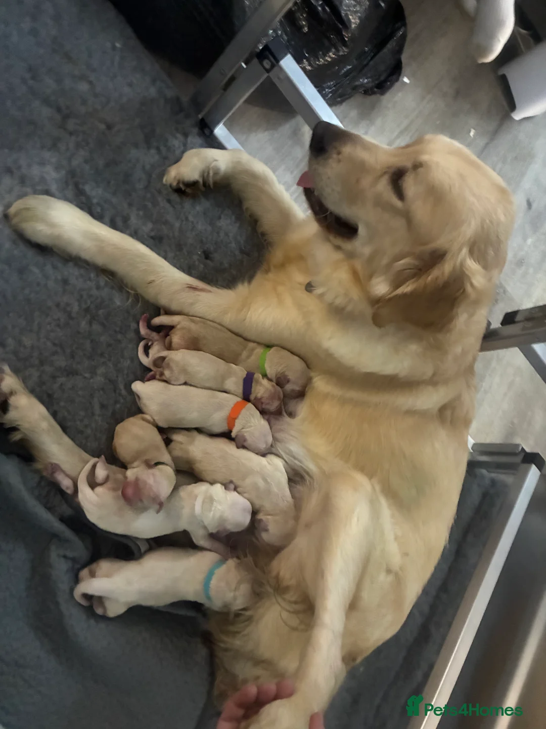 Golden Retriever dogs for sale: Last 2 golden retriever boys left  - Advert 3