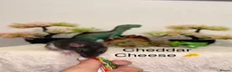 Rat rodents for sale: Beautiful baby rats  - Advert 15