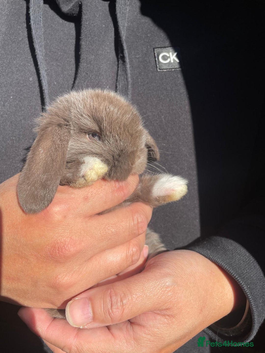Mini Lop rabbits for sale: Healthy lovely bunny  - Image 7
