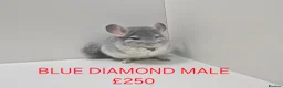 Chinchilla rodents for sale: STUNNING BABIES CHINCHILLA MIX COLOURS AND GENDER  in Sutton-in-Ashfield - Advert 6