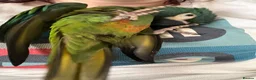 Macaws birds for sale: Male illinger’s  macaw  - Advert 7