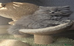 British Longhair cats for sale: GCCF Longhair Show Quality Champion! - Image 2