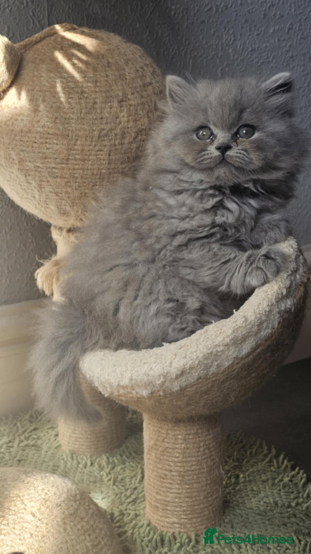 British Longhair cats for sale: GCCF Longhair Show Quality Champion! - Image 2