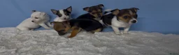 Jack Russell dogs for sale: Miniature Jack Russell puppies in Darwen - Advert 11