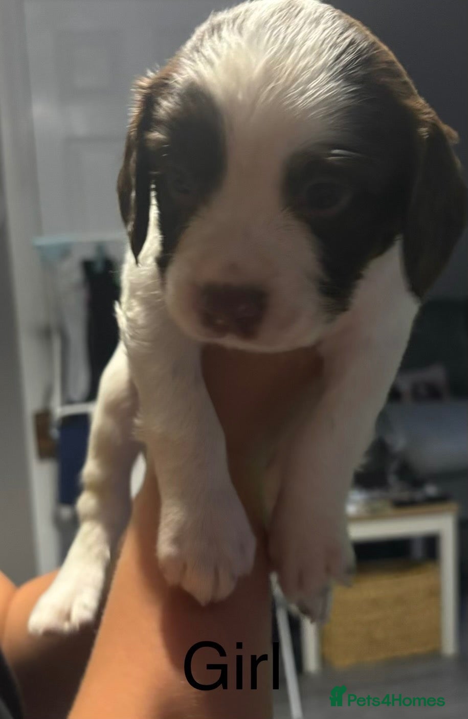 English Springer Spaniel dogs Miggers pups  - Advert 8