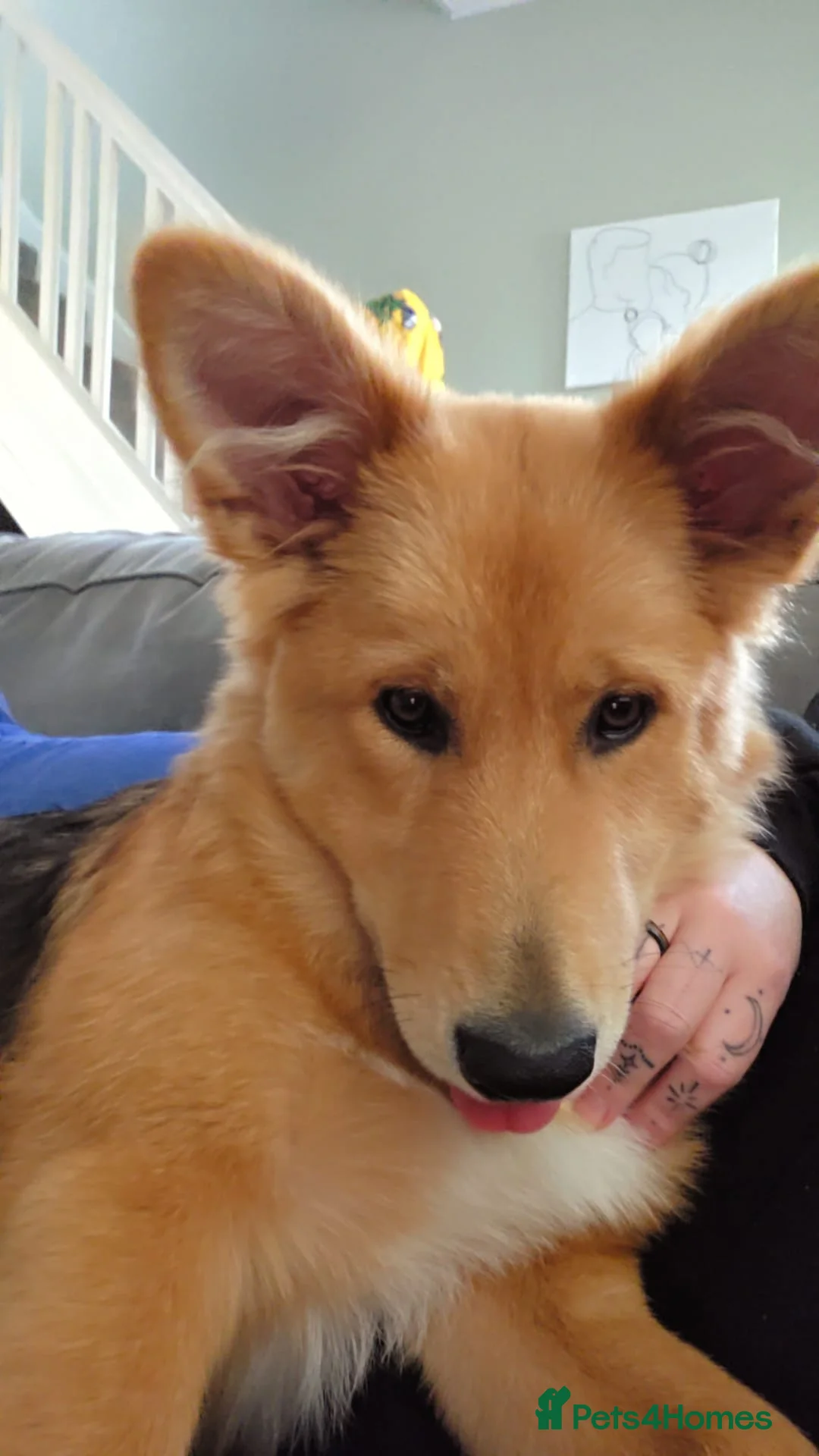 Mixed Breed dogs for sale: Zelda - German Shepard X Husky X Border collie - Advert 14