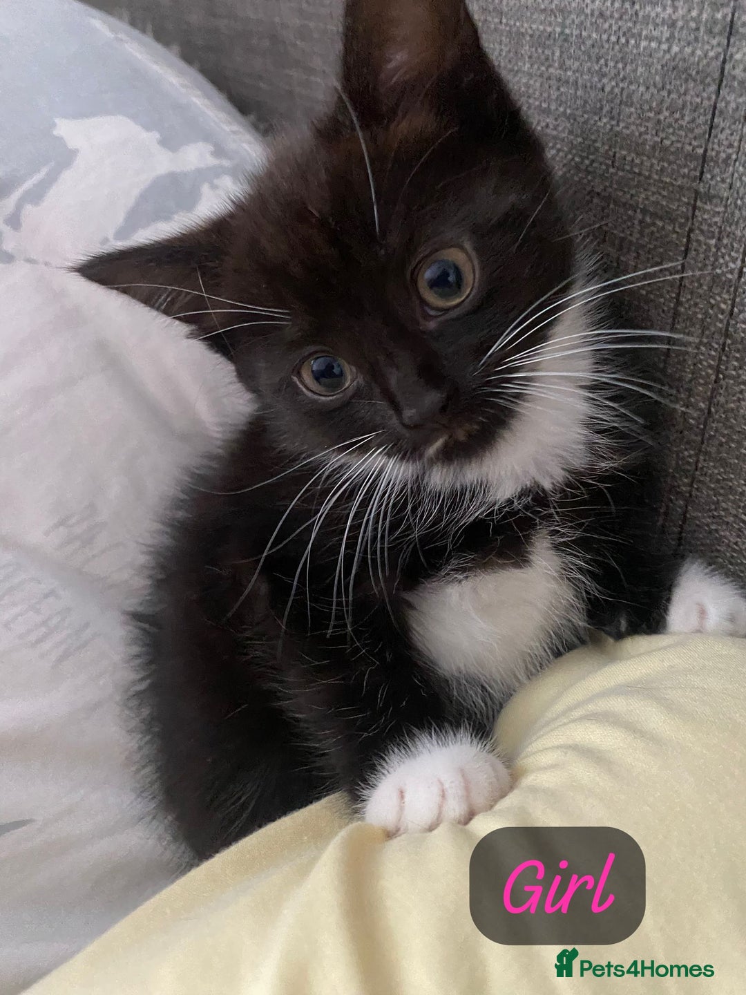 Mixed Breed cats for sale: Kittens looking a new home  - Advert 1