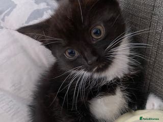 Mixed Breed cats Kittens looking a new home - Advert 1