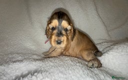 Cocker Spaniel dogs for sale: Show cocker spaniel pups ready 4th November  - Image 15