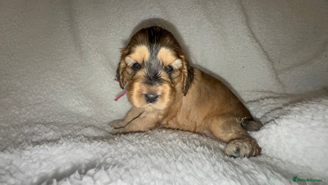 Cocker Spaniel dogs for sale: Show cocker spaniel pups ready 4th November  - Image 15