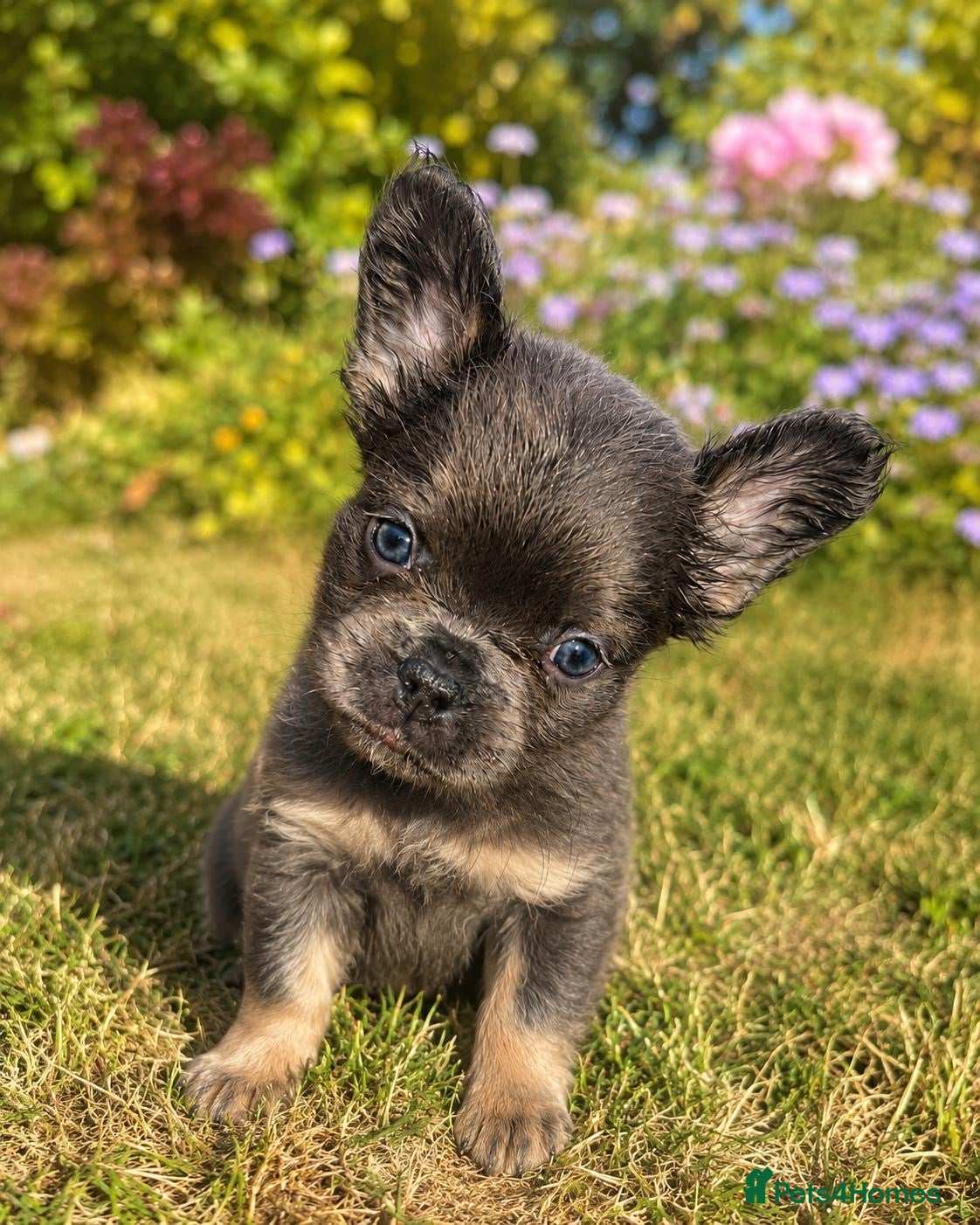 French Bulldog dogs for sale: French bulldogs for sale  - Advert 25