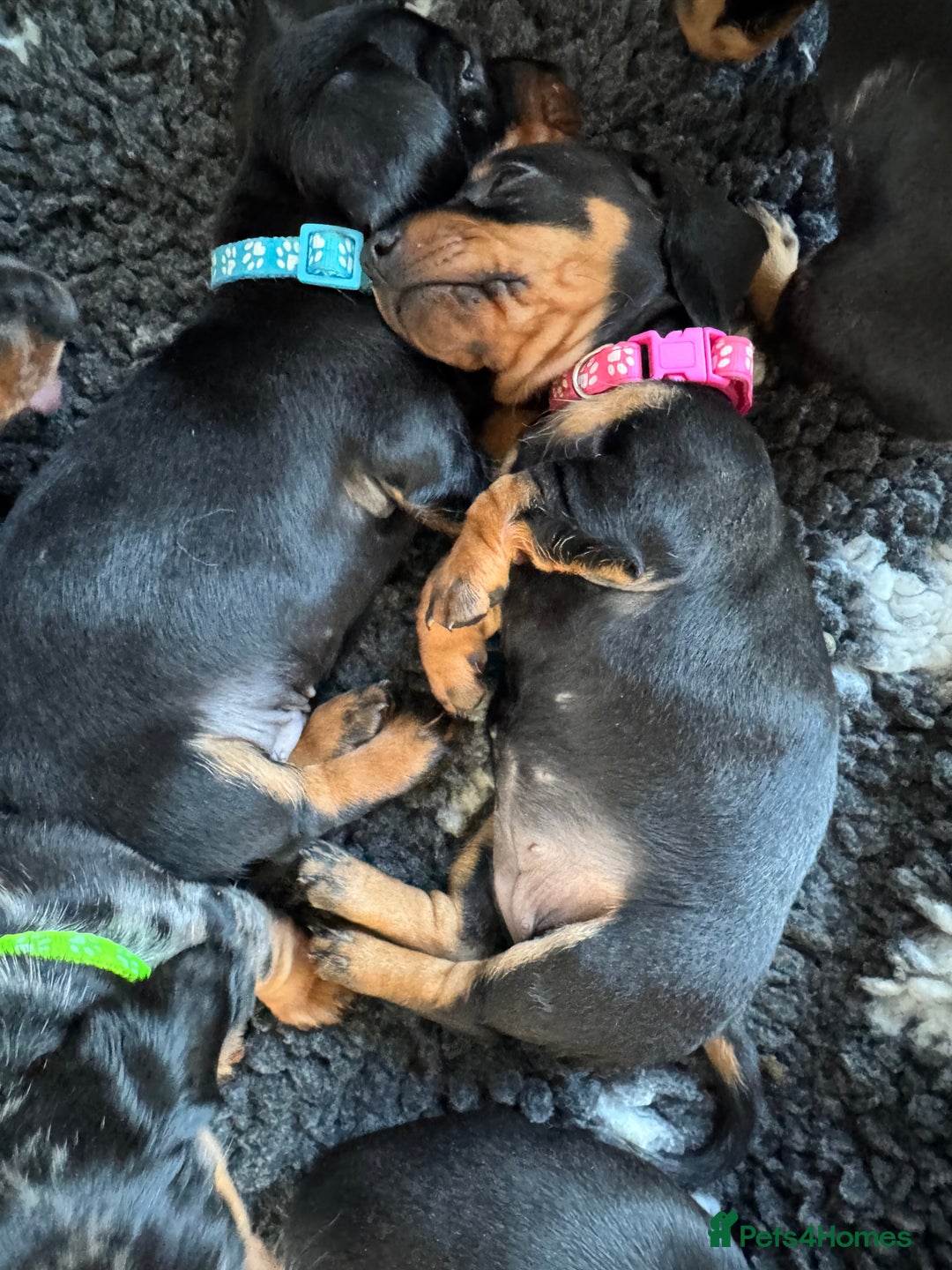 Miniature Dachshund dogs for sale: Miniature Dachshund puppies - Image 10