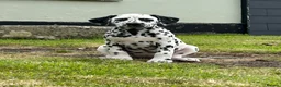 Dalmatian dogs for sale: Dalmatian puppies  - Advert 7