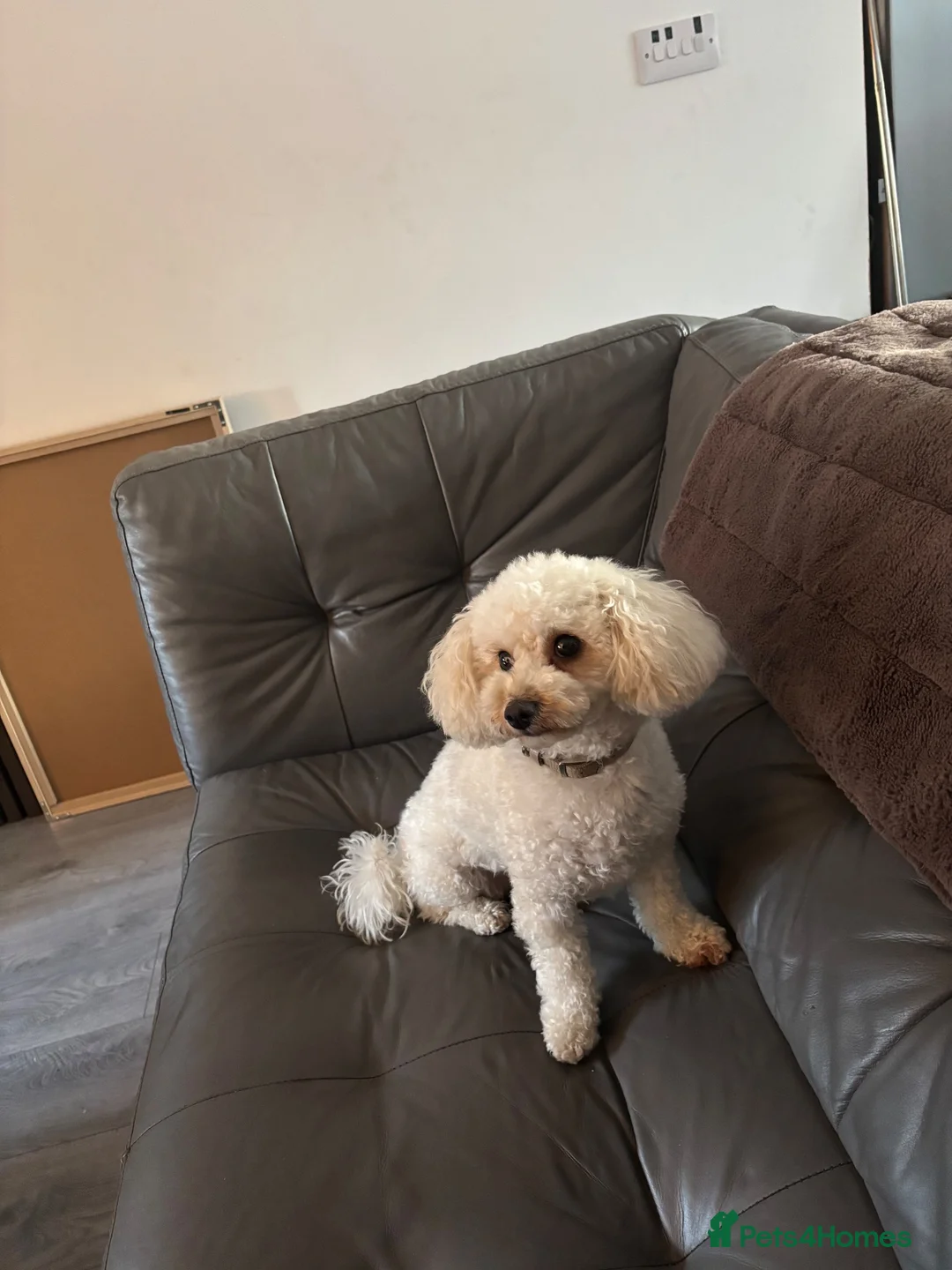 Poochon dogs for sale: Poochon in Saint Helens - Advert 2