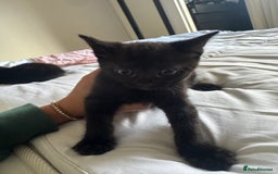 American Shorthair cats for sale: kittens - £30 not £50 but won’t let me enter less! - Image 2