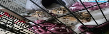Mixed Breed Kitten 3