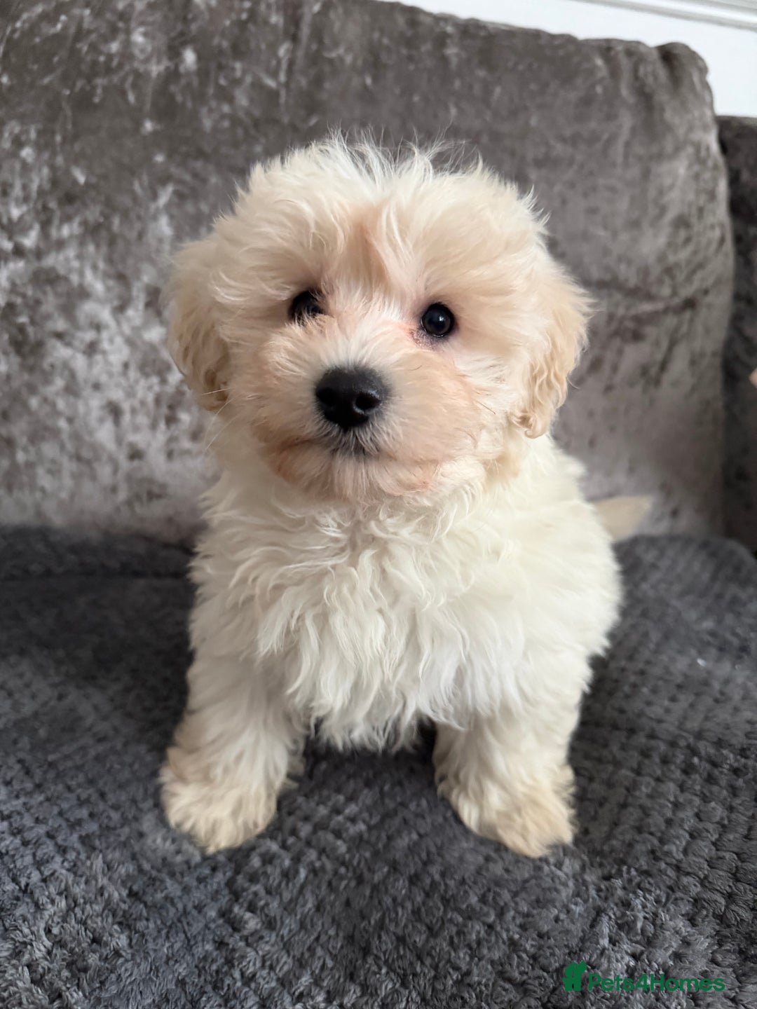 Maltipoo dogs for sale: F1 MALTIPOO PUPS - Advert 11