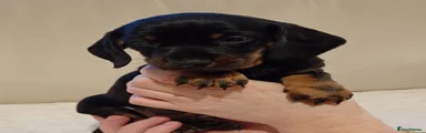 Miniature Dachshund 1