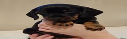Miniature Dachshund dogs for sale: 💜 miniature dachshunds 💝 in Preston - Advert 12