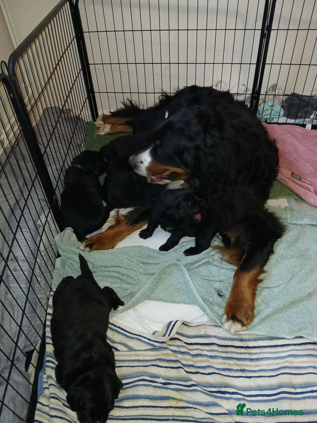 Mixed Breed dogs for sale: Golden Mountain Dog Pups - Advert 3