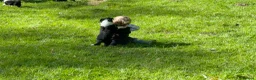 Border Collie dogs for sale: Border Collie Puppies from Working Stock in Carnforth - Advert 13